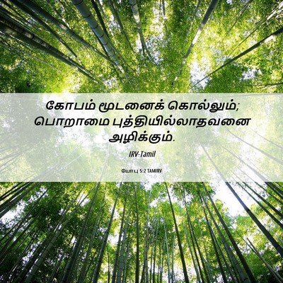 Picture 06 - யோபு 5:2 TAMIRV - கோபம் மூடனைக் - Bible Verse Picture