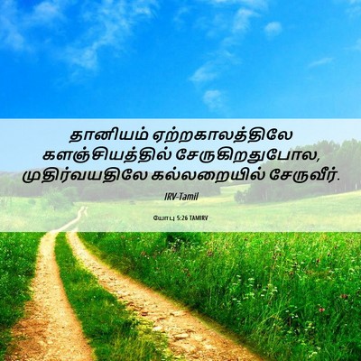 Picture 06 - யோபு 5:26 TAMIRV - தானியம் - Bible Verse Picture