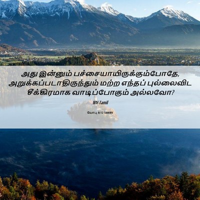 Picture 06 - யோபு 8:12 TAMIRV - அது இன்னும் - Bible Verse Picture