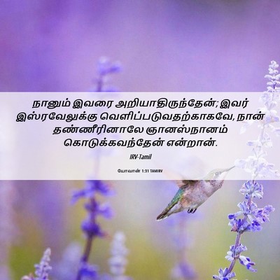 Picture 06 - யோவான் 1:31 TAMIRV - நானும் இவரை - Bible Verse Picture