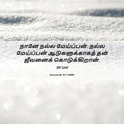 Picture 06 - யோவான் 10:11 TAMIRV - நானே நல்ல - Bible Verse Picture