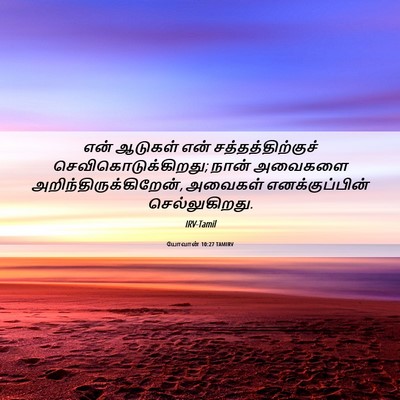 Picture 06 - யோவான் 10:27 TAMIRV - என் ஆடுகள் என் - Bible Verse Picture