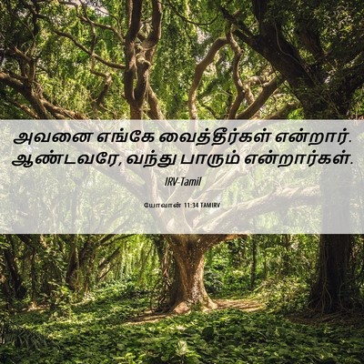 Picture 06 - யோவான் 11:34 TAMIRV - அவனை எங்கே - Bible Verse Picture