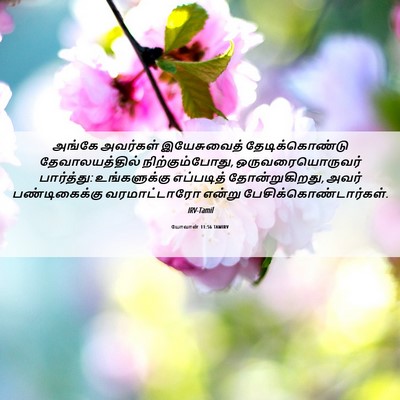 Picture 06 - யோவான் 11:56 TAMIRV - அங்கே அவர்கள் - Bible Verse Picture