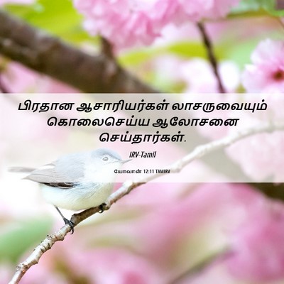 Picture 06 - யோவான் 12:11 TAMIRV - பிரதான - Bible Verse Picture