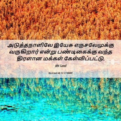 Picture 06 - யோவான் 12:12 TAMIRV - அடுத்தநாளிலே - Bible Verse Picture