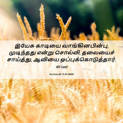 Picture 06 - யோவான் 19:30 TAMIRV - இயேசு காடியை - Bible Verse Picture
