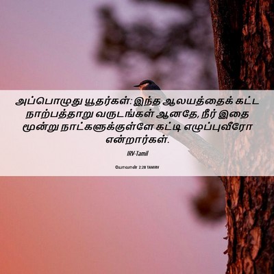 Picture 06 - யோவான் 2:20 TAMIRV - அப்பொழுது - Bible Verse Picture