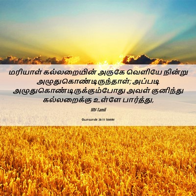 Picture 06 - யோவான் 20:11 TAMIRV - மரியாள் - Bible Verse Picture