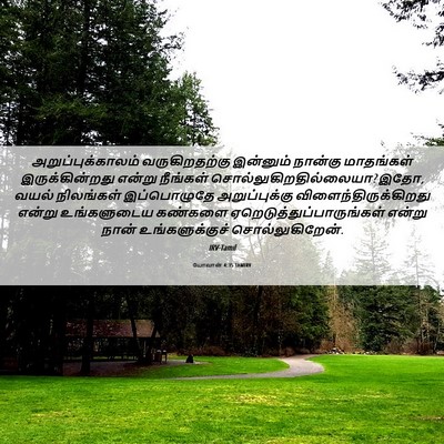 Picture 06 - யோவான் 4:35 TAMIRV - அறுப்புக்காலம் - Bible Verse Picture