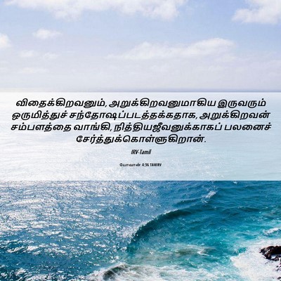 Picture 06 - யோவான் 4:36 TAMIRV - விதைக்கிறவனும், - Bible Verse Picture