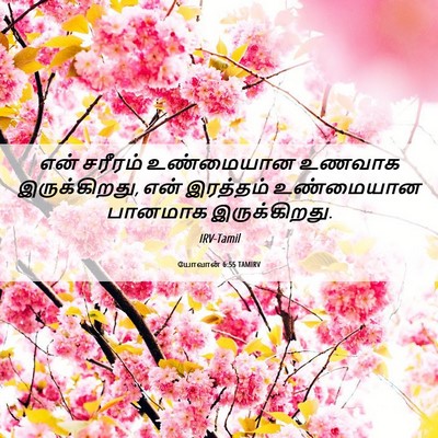 Picture 06 - யோவான் 6:55 TAMIRV - என் சரீரம் - Bible Verse Picture
