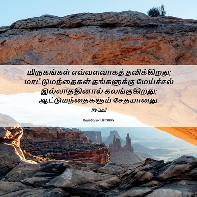 Picture 06 - யோவேல் 1:18 TAMIRV - மிருகங்கள் - Bible Verse Picture