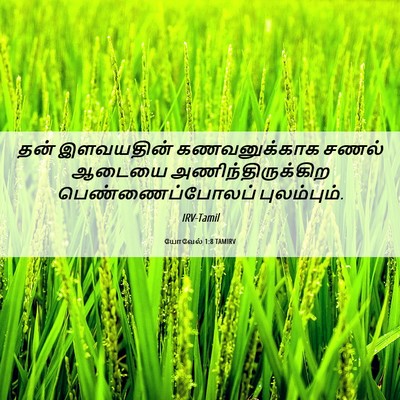 Picture 06 - யோவேல் 1:8 TAMIRV - தன் இளவயதின் - Bible Verse Picture