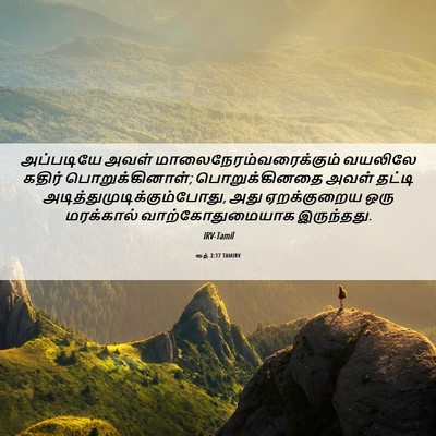 Picture 06 - ரூத் 2:17 TAMIRV - அப்படியே அவள் - Bible Verse Picture