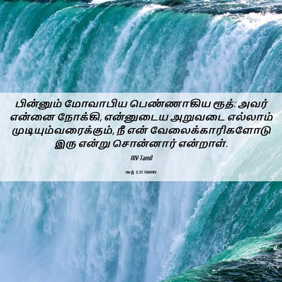 Picture 06 - ரூத் 2:21 TAMIRV - பின்னும் மோவாபிய - Bible Verse Picture