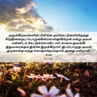 Picture 06 - ரூத் 2:7 TAMIRV - அறுக்கிறவர்களின் - Bible Verse Picture