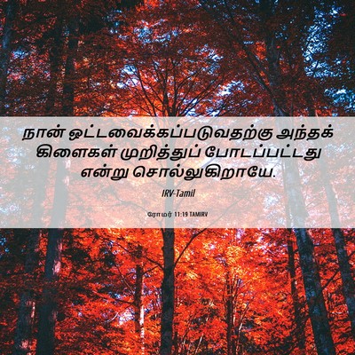 Picture 06 - ரோமர் 11:19 TAMIRV - நான் - Bible Verse Picture