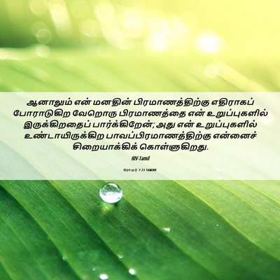 Picture 06 - ரோமர் 7:23 TAMIRV - ஆனாலும் என் - Bible Verse Picture