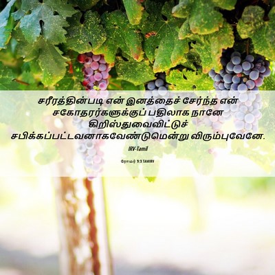 Picture 06 - ரோமர் 9:3 TAMIRV - சரீரத்தின்படி என் - Bible Verse Picture