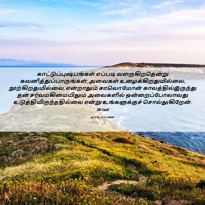 Picture 06 - லூக்கா 12:27 TAMIRV -  - Bible Verse Picture