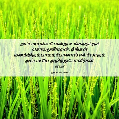 Picture 06 - லூக்கா 13:3 TAMIRV - அப்படியல்லவென்று - Bible Verse Picture