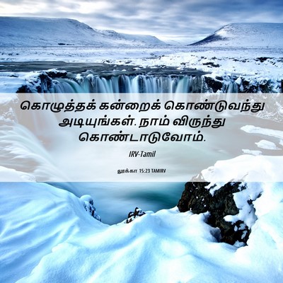 Picture 06 - லூக்கா 15:23 TAMIRV - கொழுத்தக் கன்றைக் - Bible Verse Picture