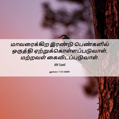 Picture 06 - லூக்கா 17:35 TAMIRV - மாவரைக்கிற இரண்டு - Bible Verse Picture