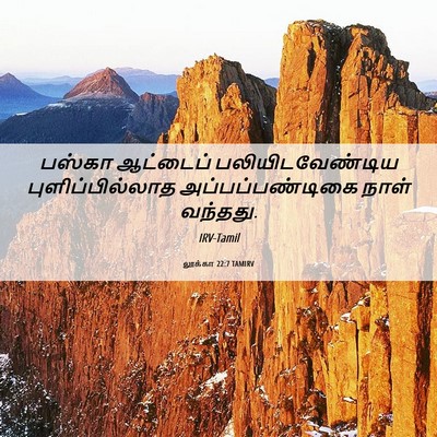 Picture 06 - லூக்கா 22:7 TAMIRV - பஸ்கா ஆட்டைப் - Bible Verse Picture