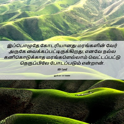 Picture 06 - லூக்கா 3:9 TAMIRV - இப்பொழுதே - Bible Verse Picture