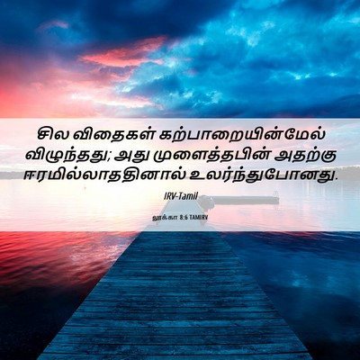 Picture 06 - லூக்கா 8:6 TAMIRV - சில விதைகள் - Bible Verse Picture