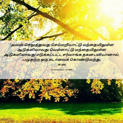 Picture 06 - லேவியராகமம் 1:10 TAMIRV - “அவன் செலுத்துவது - Bible Verse Picture