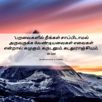 Picture 06 - லேவியராகமம் 11:13 TAMIRV - “பறவைகளில் - Bible Verse Picture