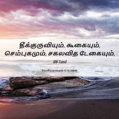 Picture 06 - லேவியராகமம் 11:16 TAMIRV - தீக்குருவியும், - Bible Verse Picture