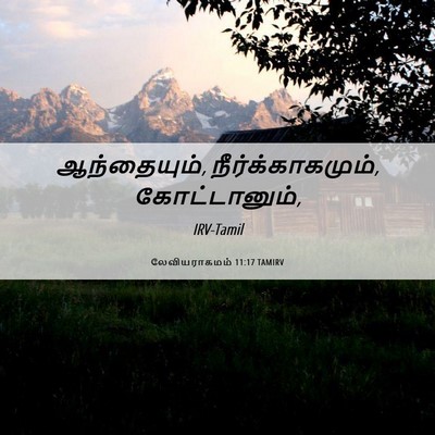 Picture 06 - லேவியராகமம் 11:17 TAMIRV - ஆந்தையும், - Bible Verse Picture