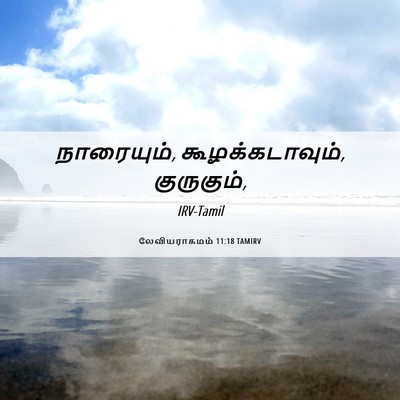 Picture 06 - லேவியராகமம் 11:18 TAMIRV - நாரையும், - Bible Verse Picture