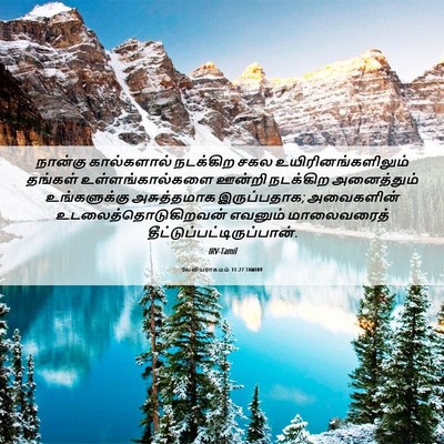 Picture 06 - லேவியராகமம் 11:27 TAMIRV - நான்கு கால்களால் - Bible Verse Picture
