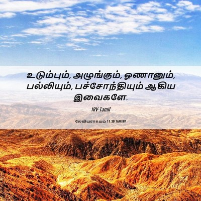 Picture 06 - லேவியராகமம் 11:30 TAMIRV - உடும்பும், - Bible Verse Picture