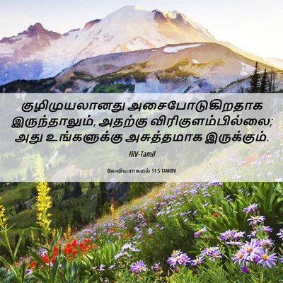 Picture 06 - லேவியராகமம் 11:5 TAMIRV - குழிமுயலானது - Bible Verse Picture