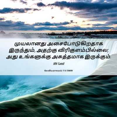 Picture 06 - லேவியராகமம் 11:6 TAMIRV - முயலானது - Bible Verse Picture