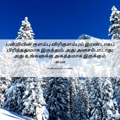 Picture 06 - லேவியராகமம் 11:7 TAMIRV - பன்றியின் குளம்பு - Bible Verse Picture