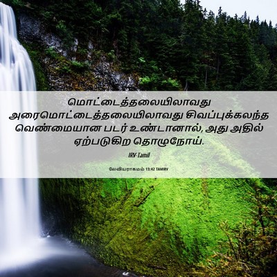 Picture 06 - லேவியராகமம் 13:42 TAMIRV -  - Bible Verse Picture