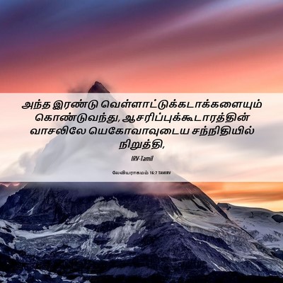 Picture 06 - லேவியராகமம் 16:7 TAMIRV - அந்த இரண்டு - Bible Verse Picture