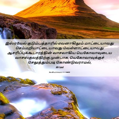 Picture 06 - லேவியராகமம் 17:3 TAMIRV - இஸ்ரவேல் - Bible Verse Picture
