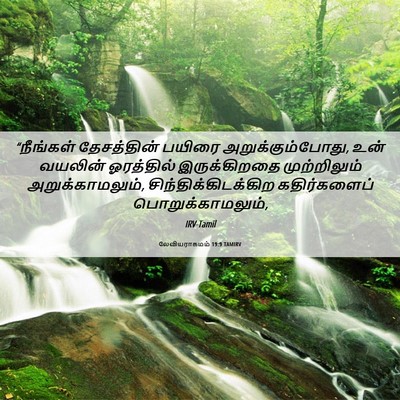 Picture 06 - லேவியராகமம் 19:9 TAMIRV - “நீங்கள் - Bible Verse Picture