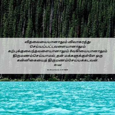 Picture 06 - லேவியராகமம் 21:14 TAMIRV - விதவையையானாலும் - Bible Verse Picture