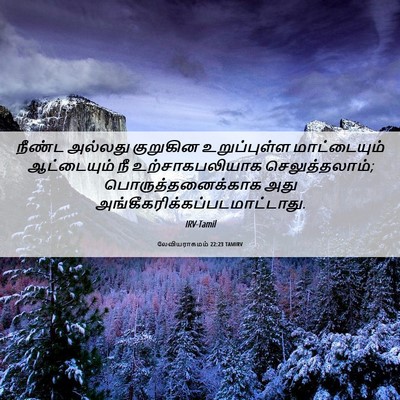 Picture 06 - லேவியராகமம் 22:23 TAMIRV - நீண்ட அல்லது - Bible Verse Picture
