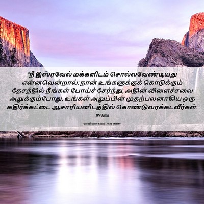 Picture 06 - லேவியராகமம் 23:10 TAMIRV - “நீ இஸ்ரவேல் - Bible Verse Picture