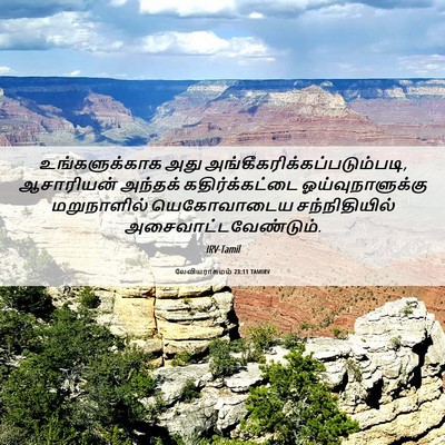 Picture 06 - லேவியராகமம் 23:11 TAMIRV - உங்களுக்காக அது - Bible Verse Picture