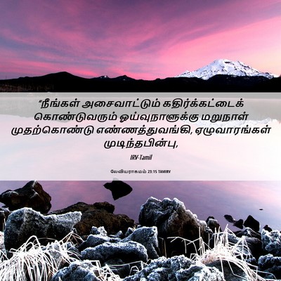 Picture 06 - லேவியராகமம் 23:15 TAMIRV - “நீங்கள் - Bible Verse Picture